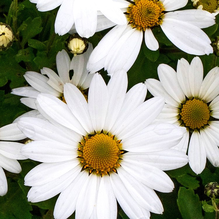 Spätblühende Gartenmargerite 'Stella' (Arctanthemum arcticum)
