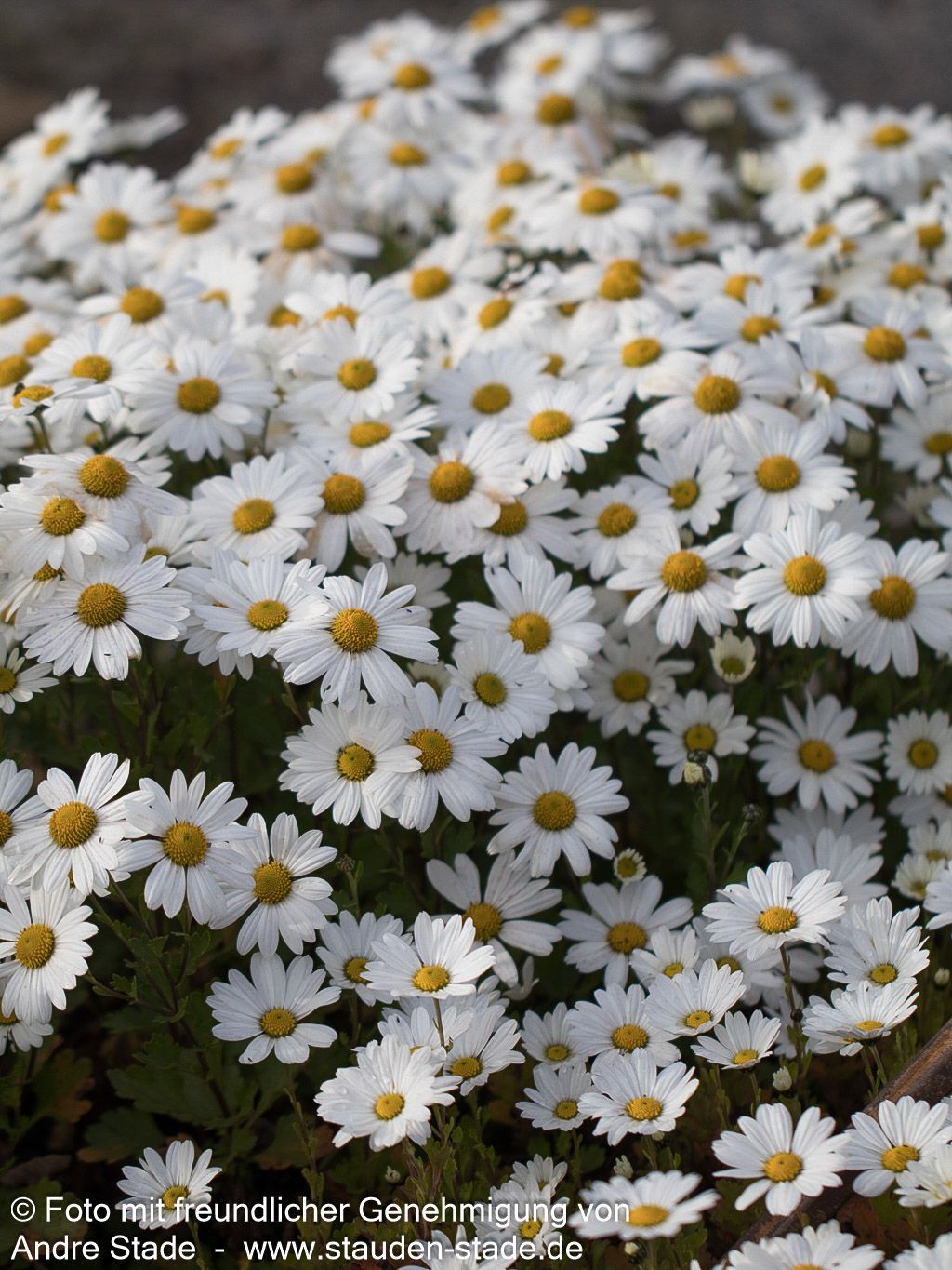 Spätblühende Gartenmargerite 'Stella' (Arctanthemum arcticum)