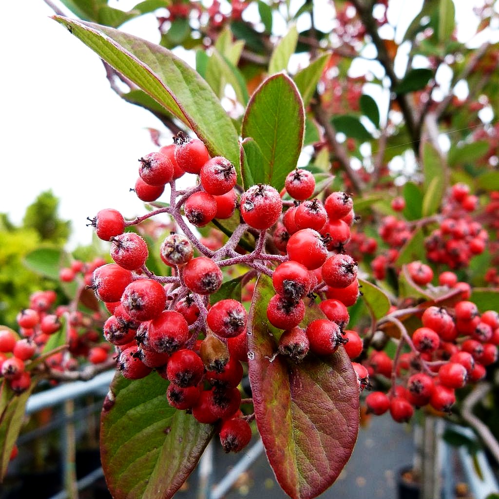 Späte Zwergmispel (Cotoneaster lacteus)
