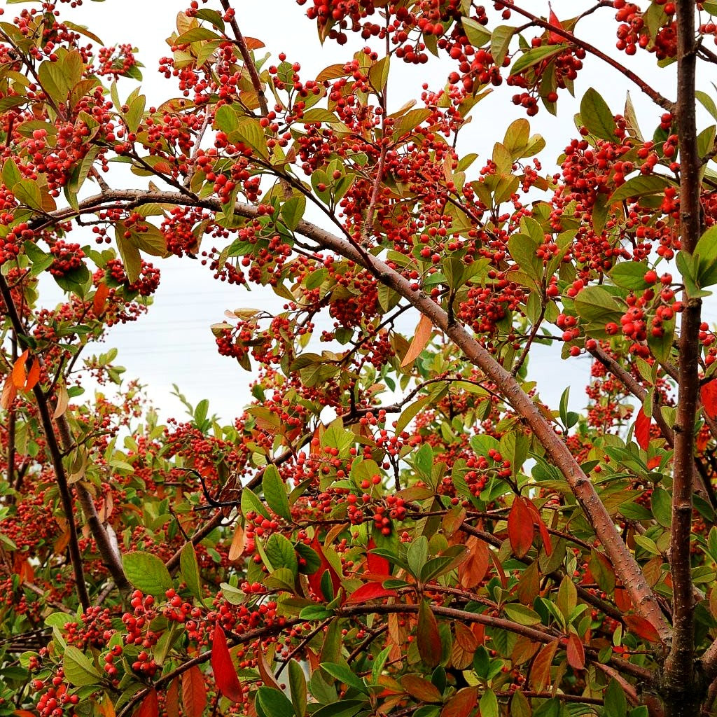 Späte Zwergmispel (Cotoneaster lacteus)