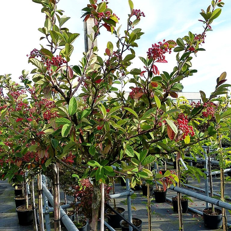 Späte Zwergmispel (Cotoneaster lacteus)