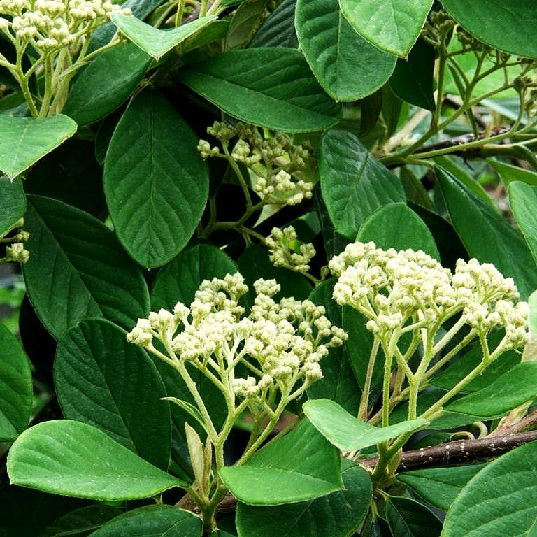 Späte Zwergmispel (Cotoneaster lacteus)
