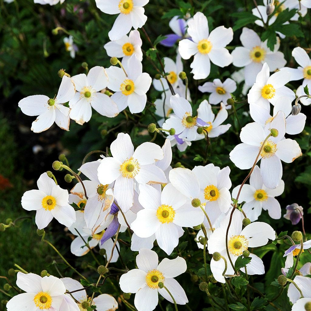 Spätsommer-Anemone 'Wild Swan' (Anemone x hybrida)