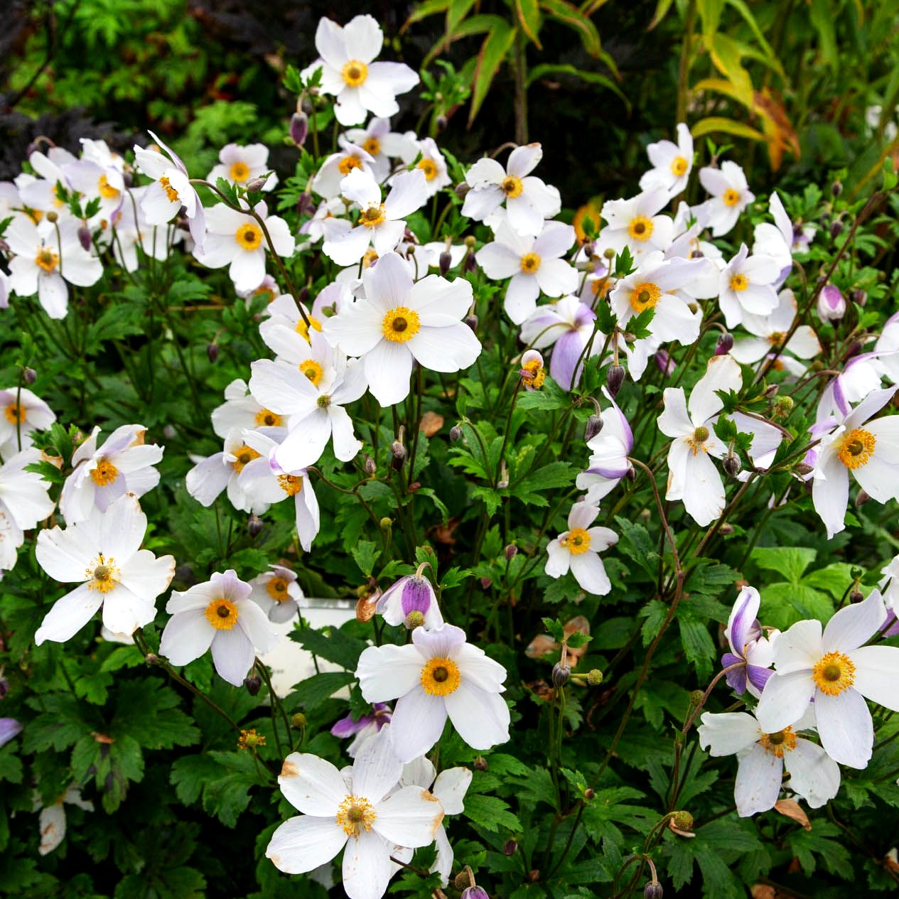Spätsommer-Anemone 'Wild Swan' (Anemone x hybrida)