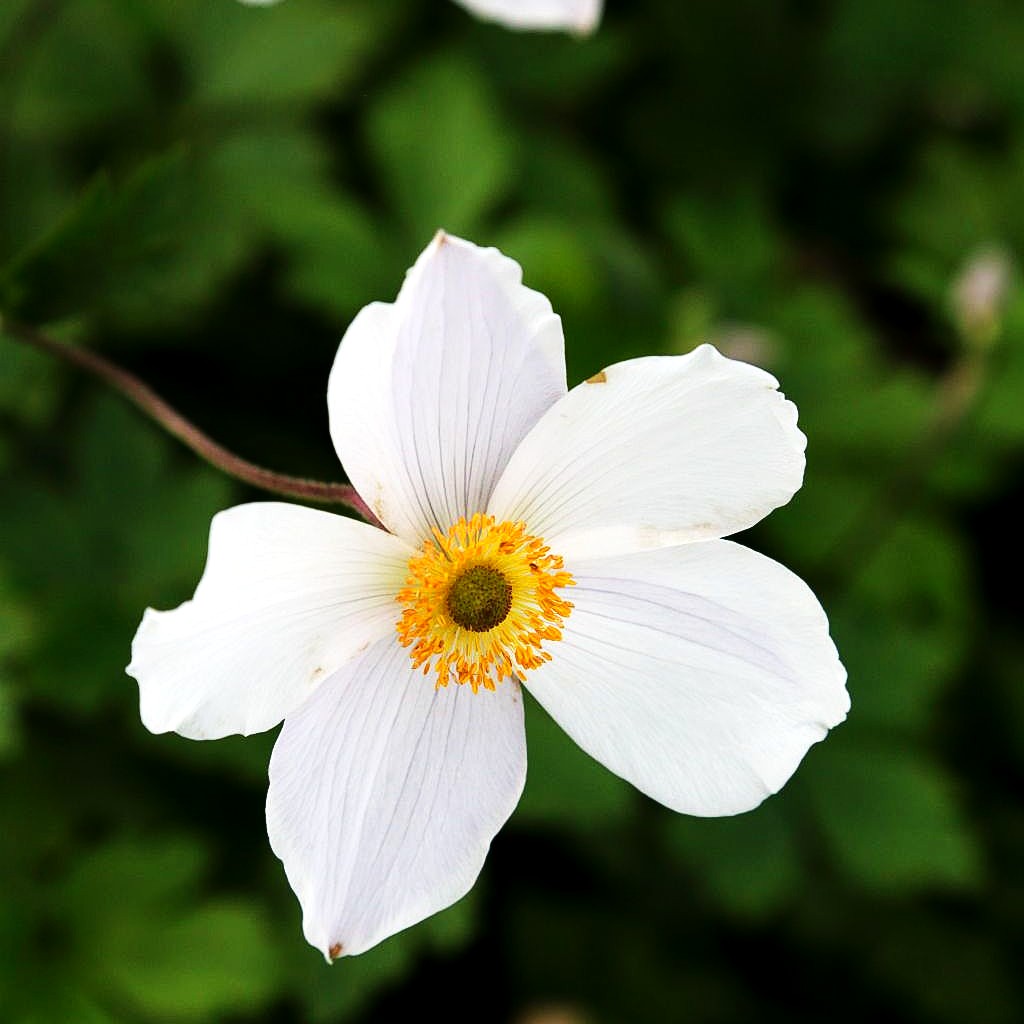 Spätsommer-Anemone 'Wild Swan' (Anemone x hybrida)