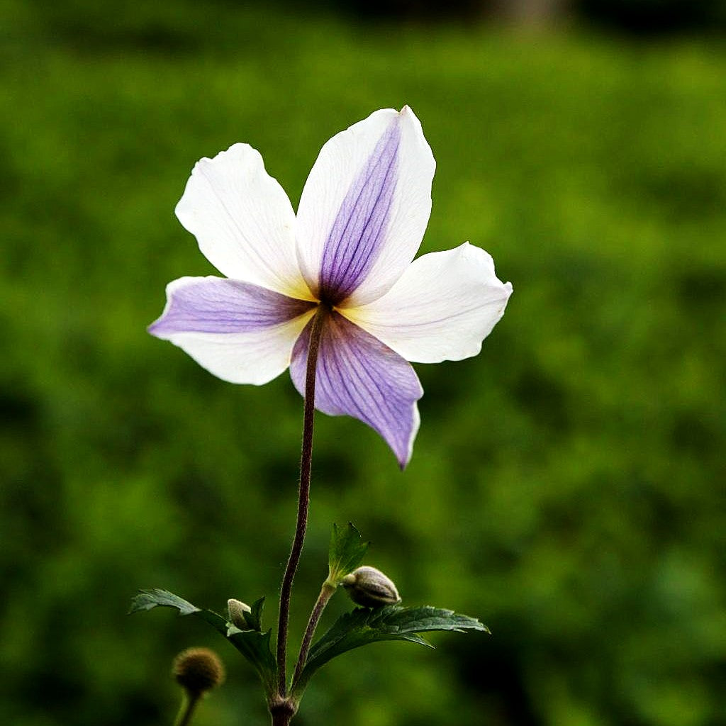 Spätsommer-Anemone 'Wild Swan' (Anemone x hybrida)