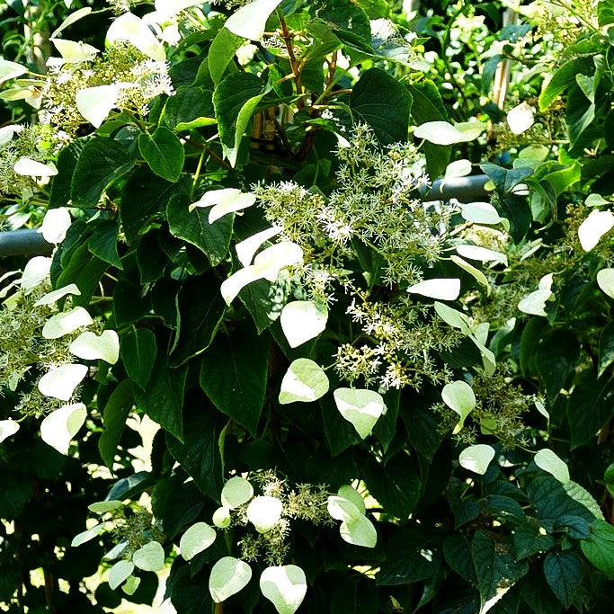 Spalthortensie 'Moonlight' (Schizophragma hydr.)