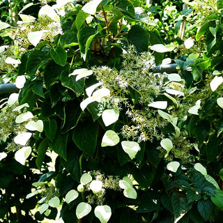 Spalthortensie 'Moonlight' (Schizophragma hydr.)