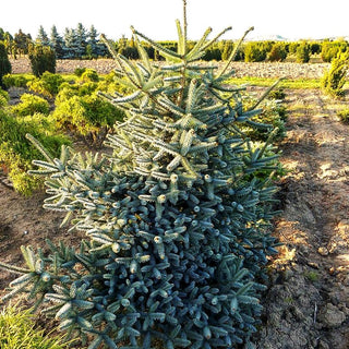 Spanische Tanne 'Glauca' (Abies pinsapo)