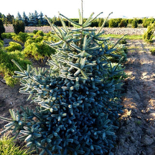 Spanische Tanne 'Glauca' (Abies pinsapo)