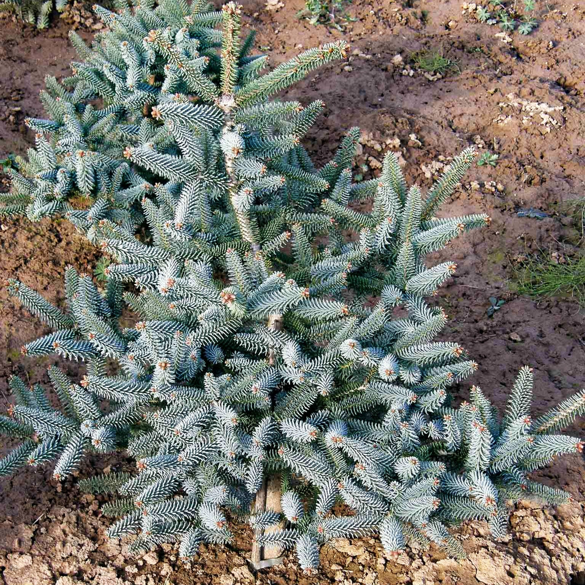 Spanische Tanne 'Glauca' (Abies pinsapo)