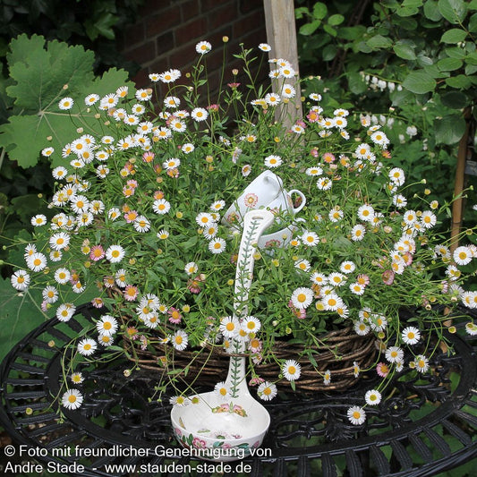 Spanisches Gänseblümchen 'Blütenmeer' (Erigeron karvinskianus)