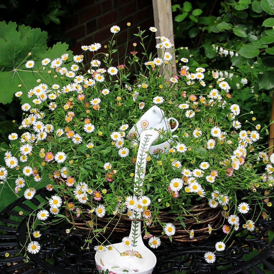 Spanisches Gänseblümchen 'Blütenmeer' (Erigeron karvinskianus)