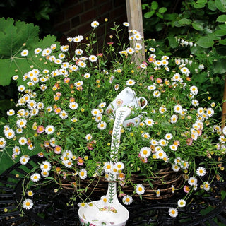 Spanisches Gänseblümchen 'Blütenmeer' (Erigeron karvinskianus)