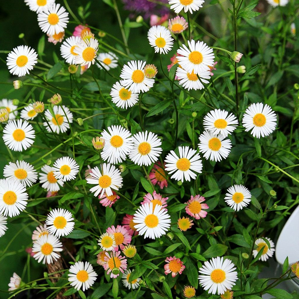 Spanisches Gänseblümchen 'Blütenmeer' (Erigeron karvinskianus)