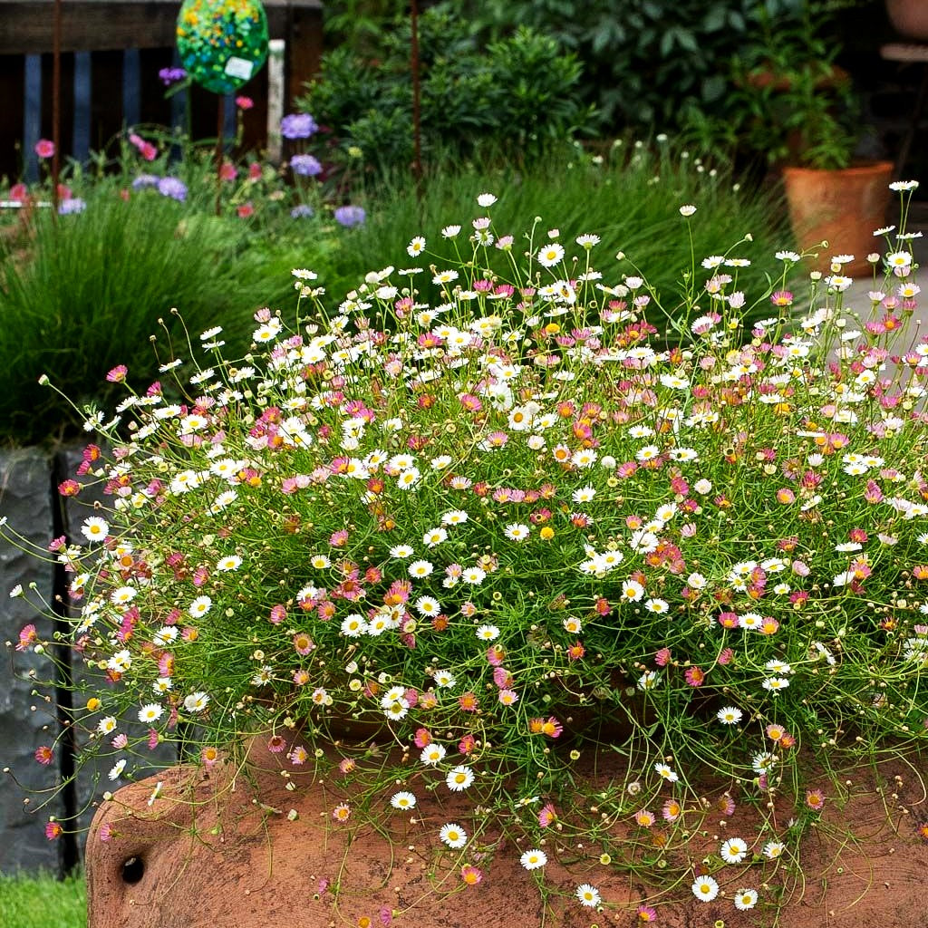 Spanisches Gänseblümchen 'Blütenmeer' (Erigeron karvinskianus)
