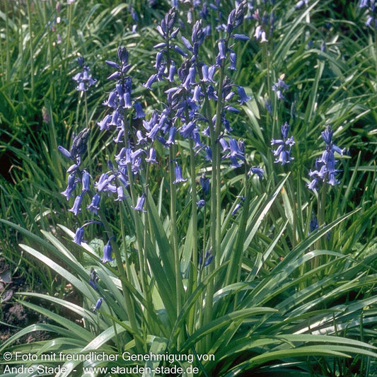 Spanisches Hasenglöckchen (Hyacinthoides hispanica)