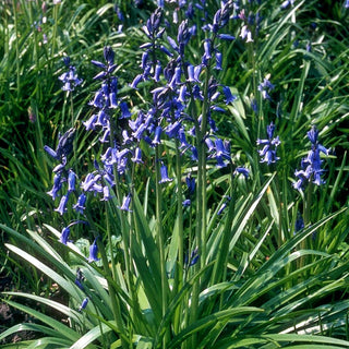 Spanisches Hasenglöckchen (Hyacinthoides hispanica)