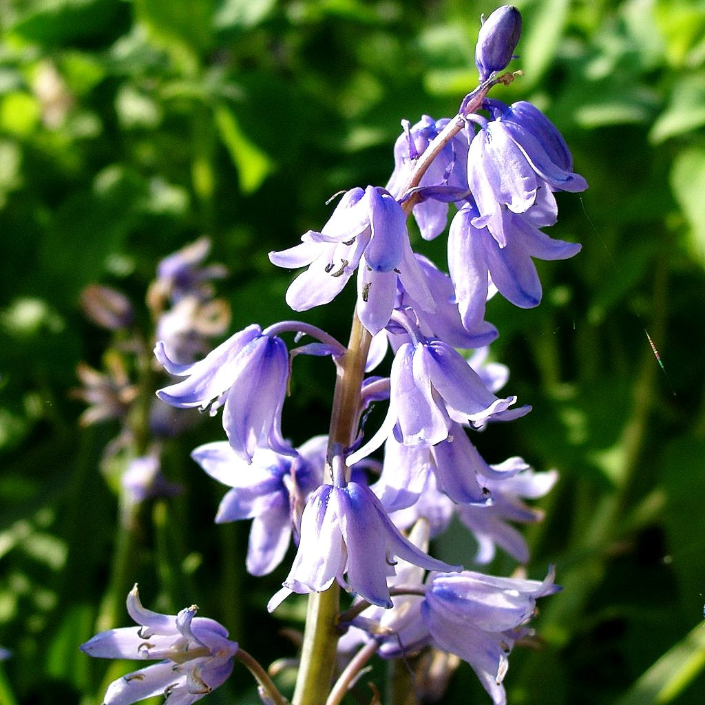 Spanisches Hasenglöckchen (Hyacinthoides hispanica)