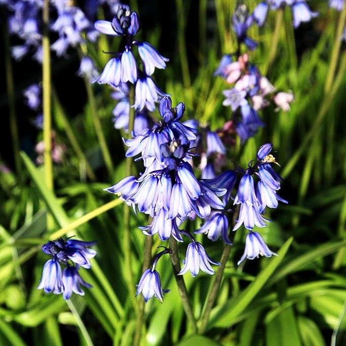 Spanisches Hasenglöckchen (Hyacinthoides hispanica)