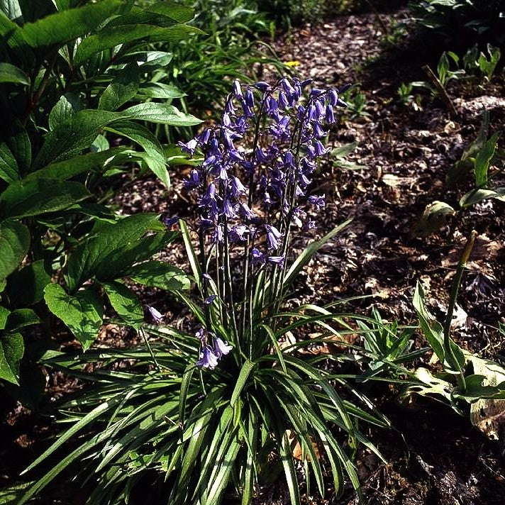 Spanisches Hasenglöckchen (Hyacinthoides hispanica)