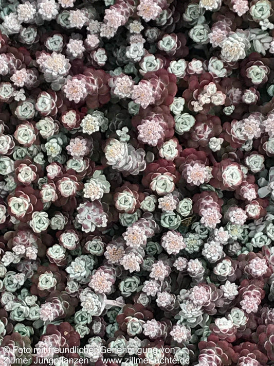 Spatelblättrige Fetthenne 'Cape Blanco' (Sedum spathulifolium)