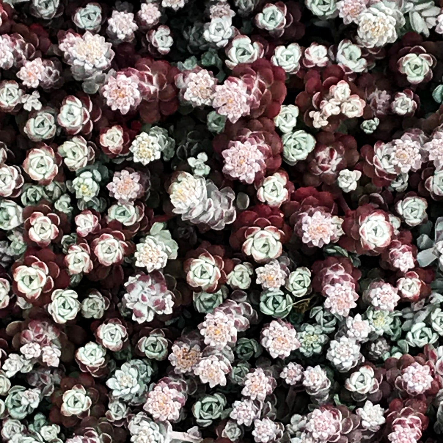 Spatelblättrige Fetthenne 'Cape Blanco' (Sedum spathulifolium)