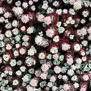 Spatelblättrige Fetthenne 'Cape Blanco' (Sedum spathulifolium)