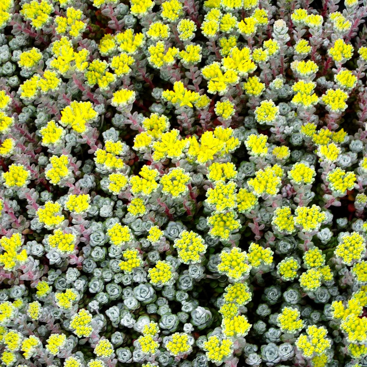 Spatelblättrige Fetthenne 'Cape Blanco' (Sedum spathulifolium)