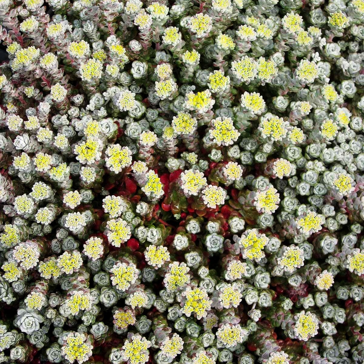 Spatelblättrige Fetthenne 'Cape Blanco' (Sedum spathulifolium)