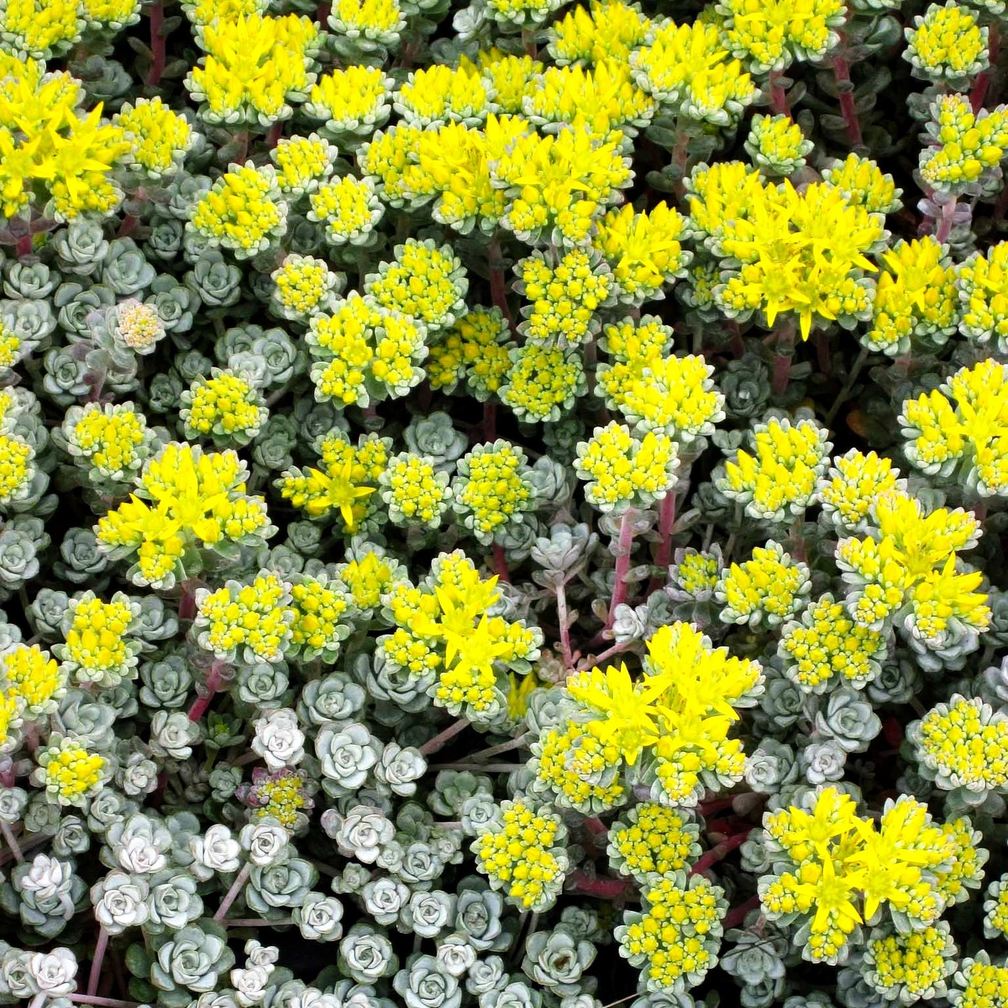Spatelblättrige Fetthenne 'Cape Blanco' (Sedum spathulifolium)