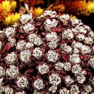 Spatelblättrige Fetthenne 'Purpureum' (Sedum spathulifolium)