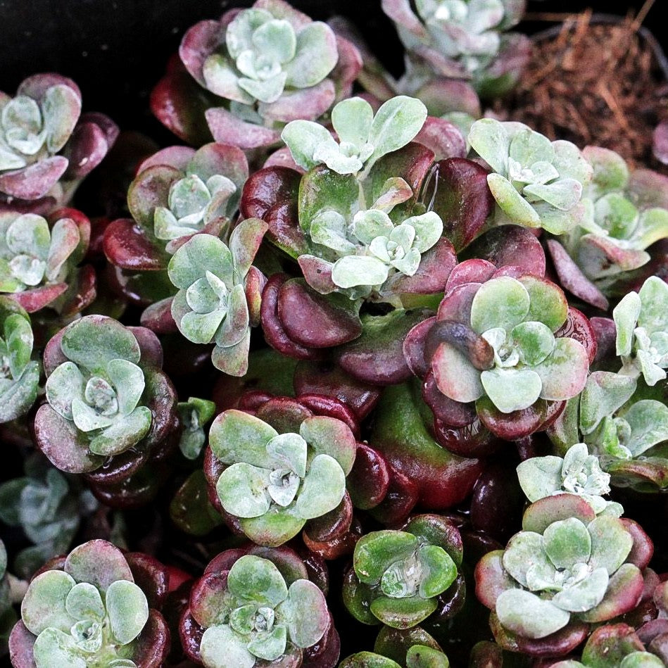 Spatelblättrige Fetthenne 'Purpureum' (Sedum spathulifolium)