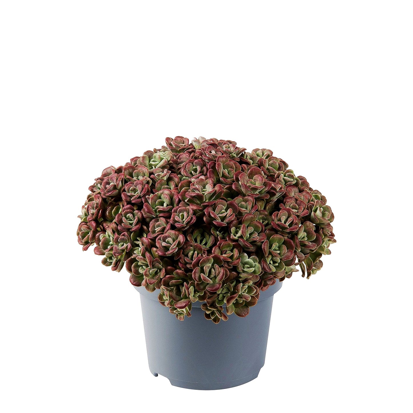 Spatelblättrige Fetthenne 'Purpureum' (Sedum spathulifolium)