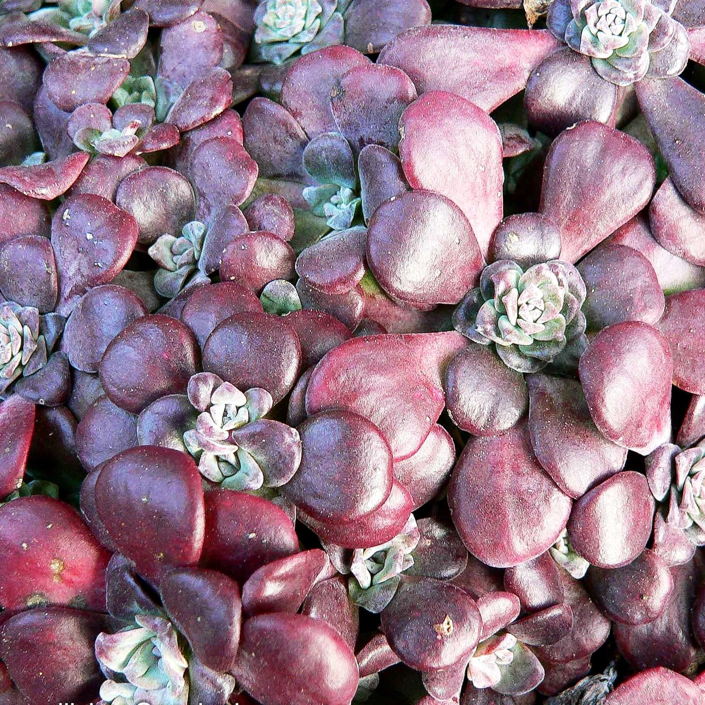 Spatelblättrige Fetthenne 'Purpureum' (Sedum spathulifolium)