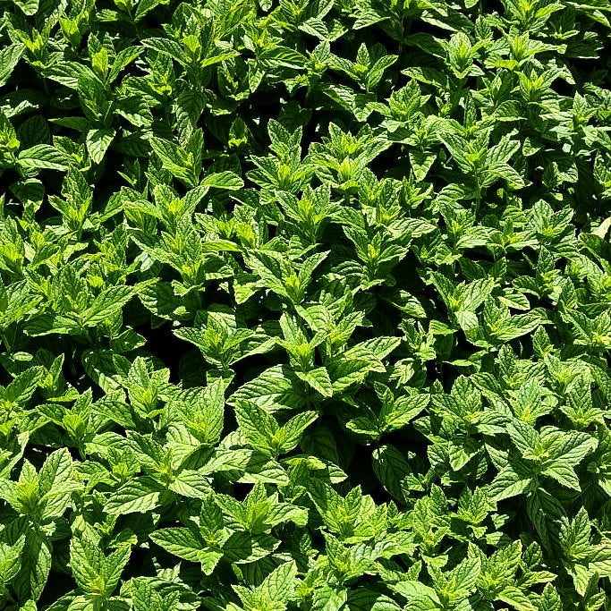 Spear-Minze 'Spearmint' (Mentha spicata)