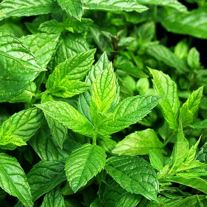 Spear-Minze 'Spearmint' (Mentha spicata)