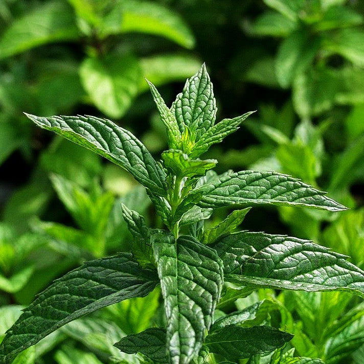 Spear-Minze 'Spearmint' (Mentha spicata)