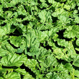 Speise-Rhabarber 'Livingstone' (Rheum rhabarbarum)