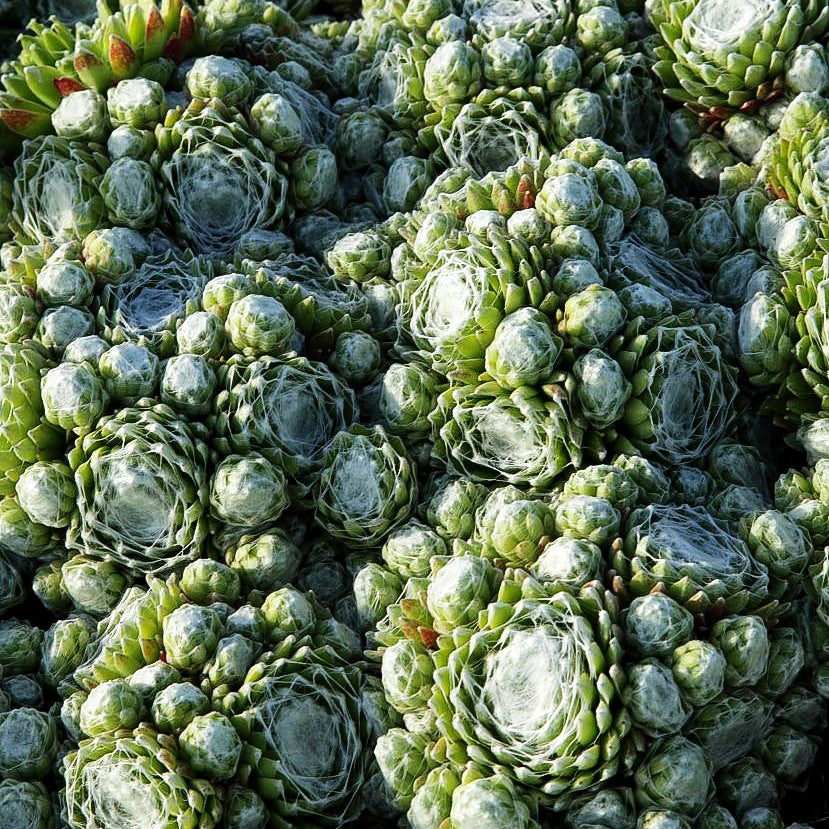 Spinnweben-Hauswurz 'Alabaster' (Sempervivum arachn.)