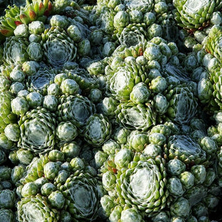 Spinnweben-Hauswurz 'Alabaster' (Sempervivum arachn.)