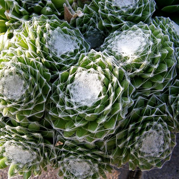 Spinnweben-Hauswurz 'Alabaster' (Sempervivum arachn.)