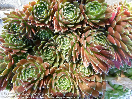 Spinnweben-Hauswurz 'Rauhreif' (Sempervivum arachn.)