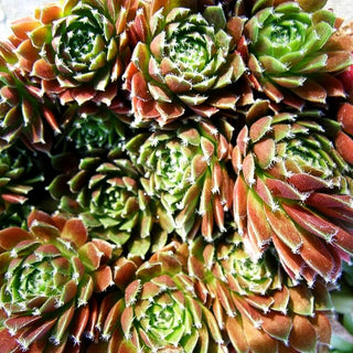 Spinnweben-Hauswurz 'Rauhreif' (Sempervivum arachn.)