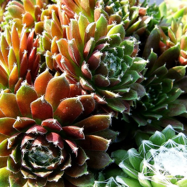Spinnweben-Hauswurz 'Rauhreif' (Sempervivum arachn.)