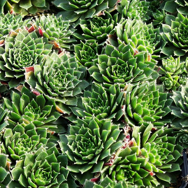 Spinnweben-Hauswurz 'Rauhreif' (Sempervivum arachn.)