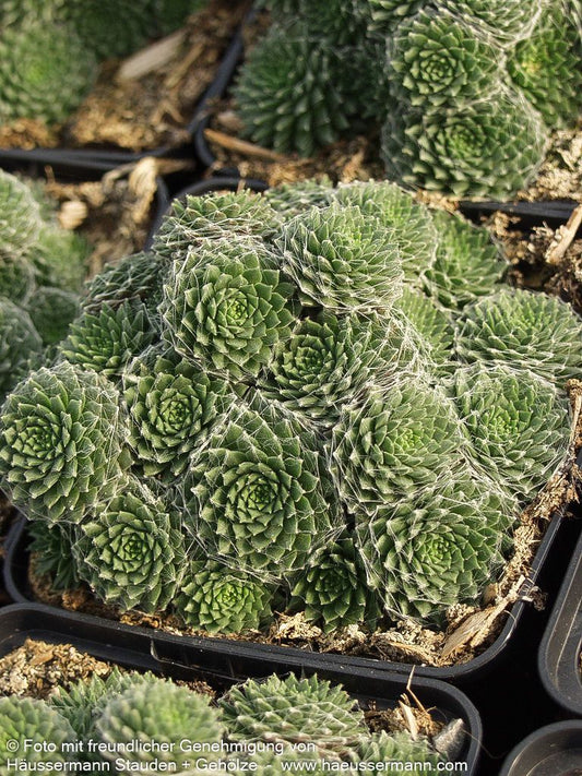 Spinnweben-Hauswurz (Sempervivum arachn.ssp.arachnoideum)