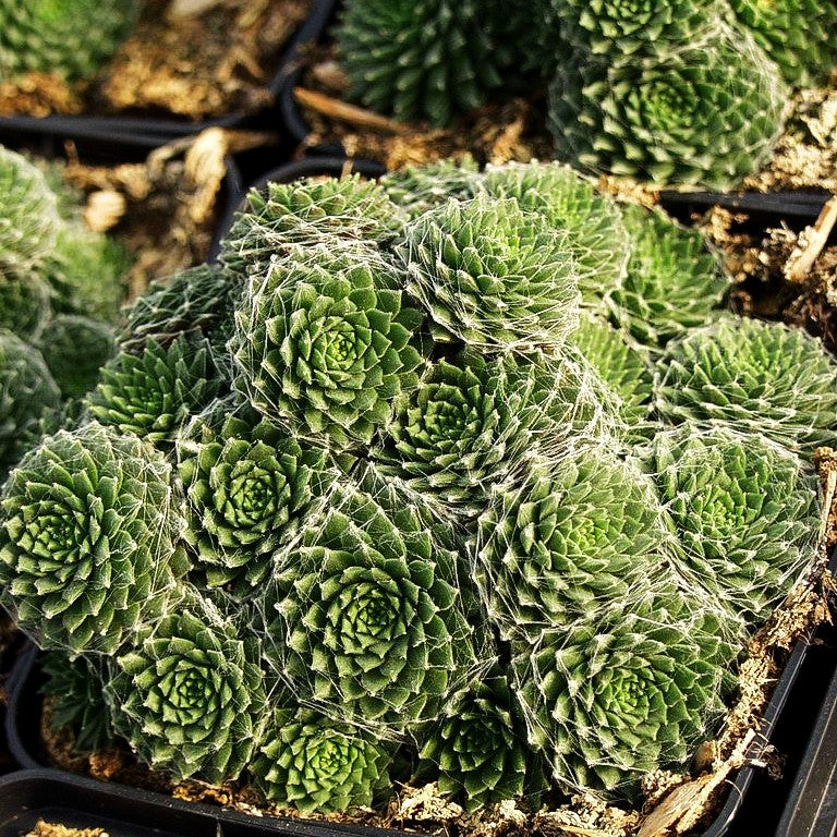 Spinnweben-Hauswurz (Sempervivum arachn.ssp.arachnoideum)