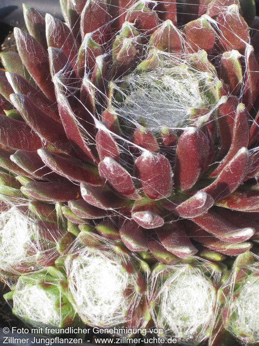 Spinnweben-Hauswurz 'Silberkarneol' (Sempervivum arachn.)