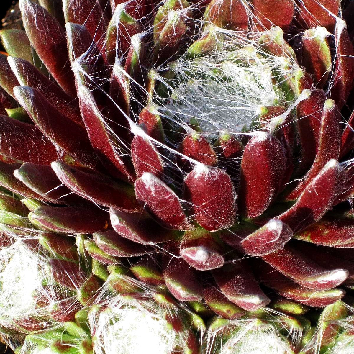 Spinnweben-Hauswurz 'Silberkarneol' (Sempervivum arachn.)